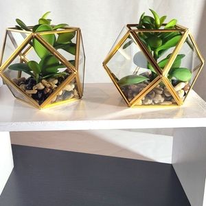 Set of 2 "Opal House" Filled Terrarium Succulents.